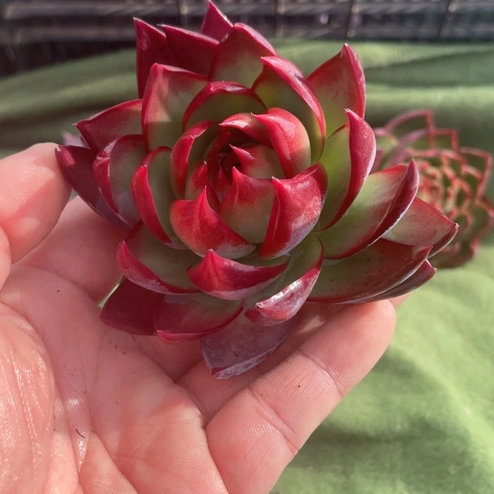 惊鸿仙子多肉植物128
