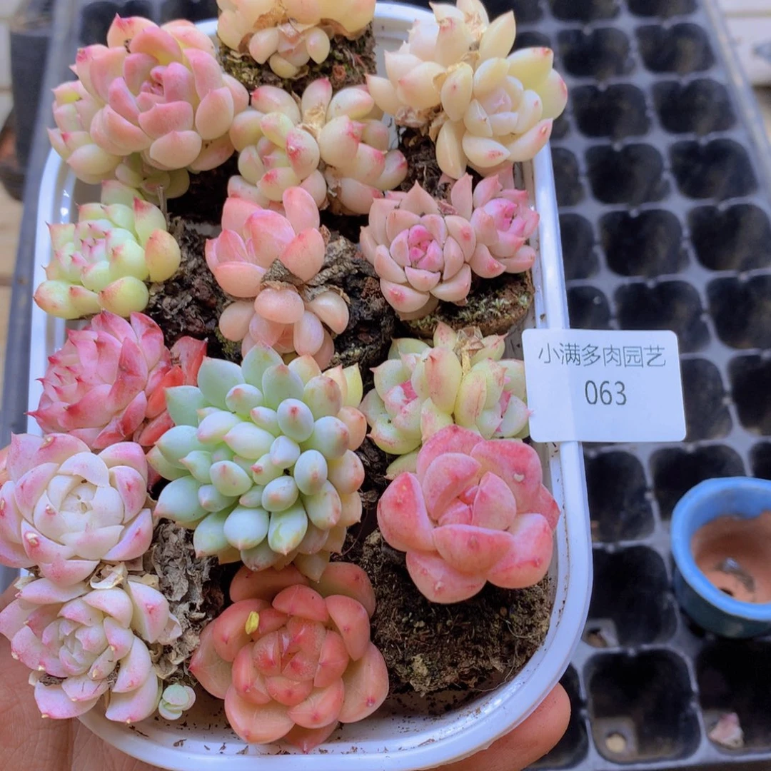 我也不知道我为什么要这样063