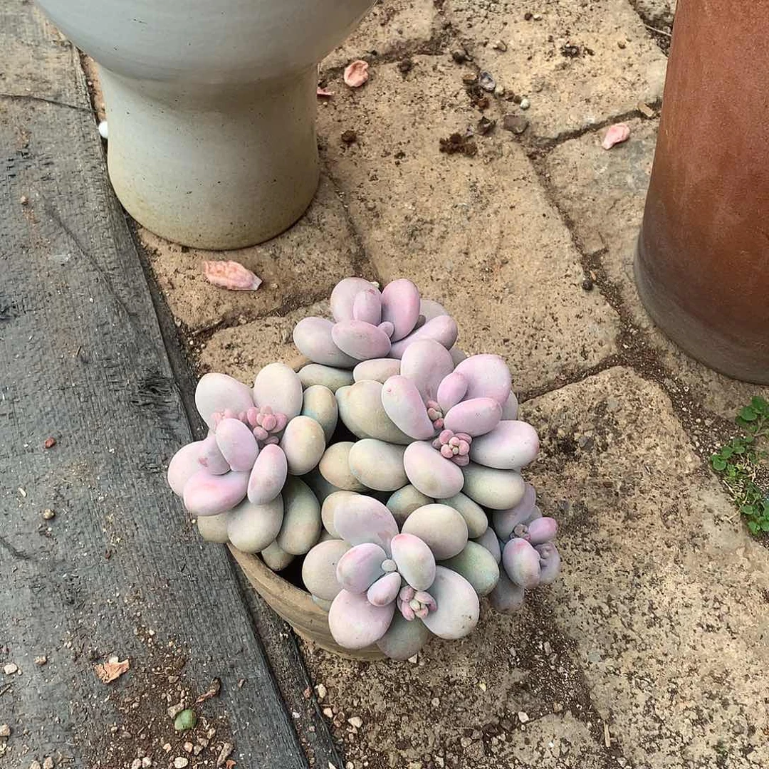 圆叶桃蛋一物一拍