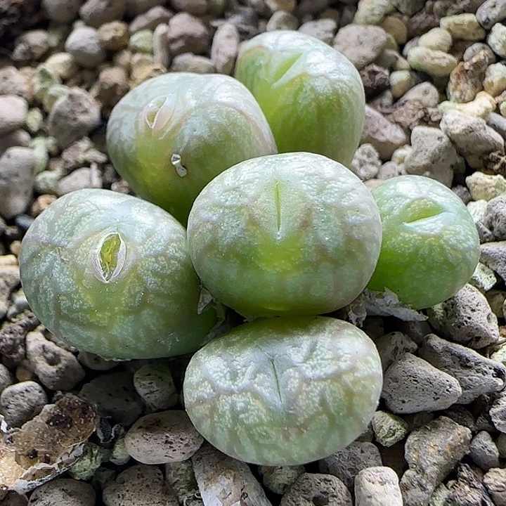 11-13-2-2当天满38包邮粗纹流水纹送奶工杂交脱土