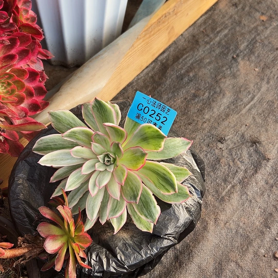 白帝城、252多肉植物