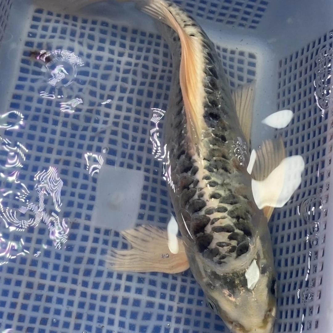 锦鲤冷水锦鲤包邮