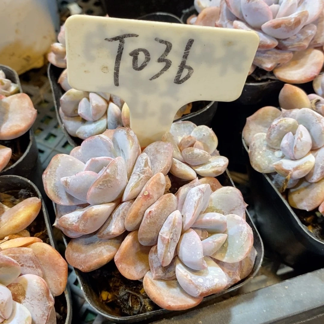 可以吗你说你不知道吗你