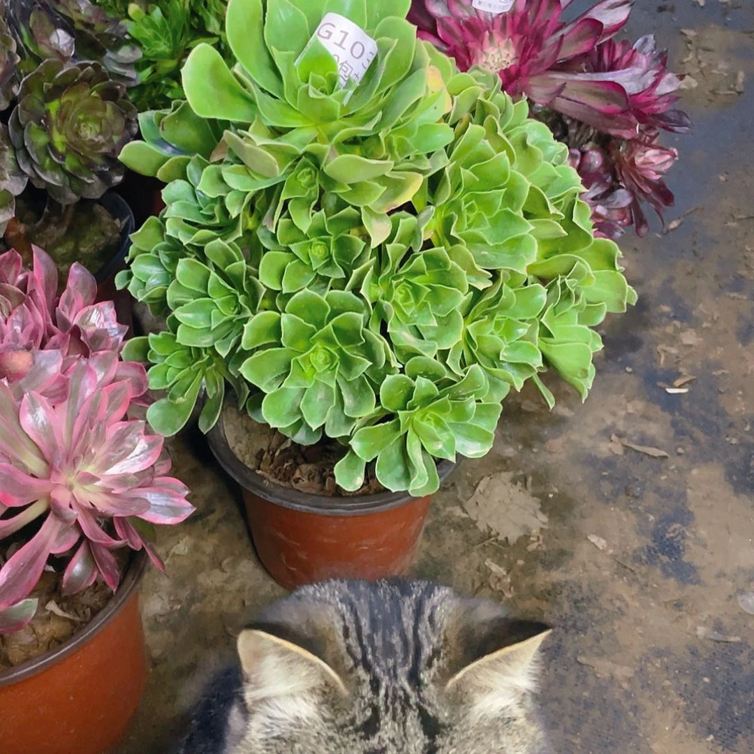 103香附多肉小损不包