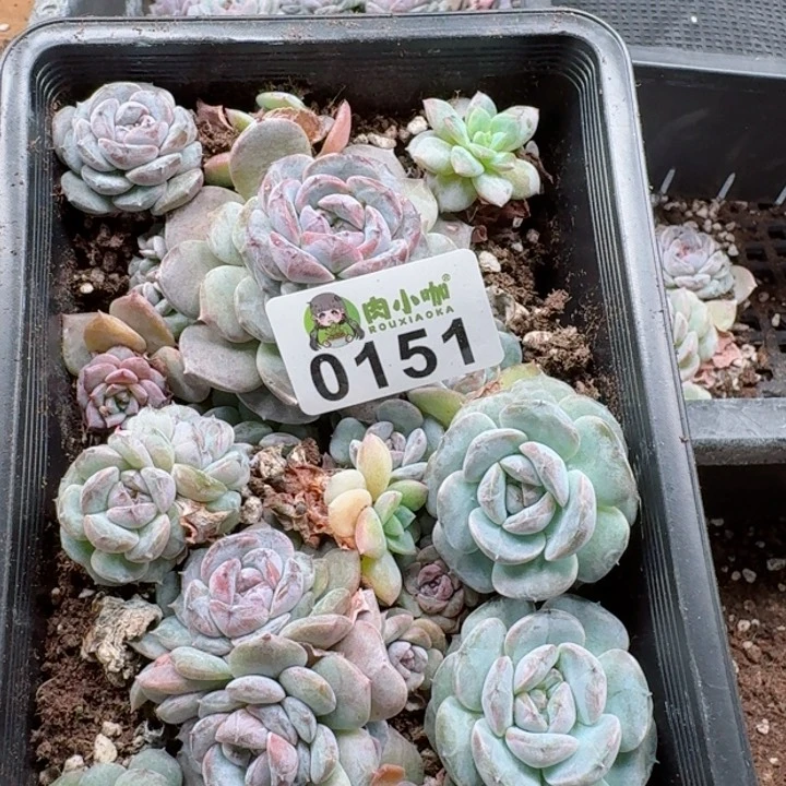 蓝****多肉植物多肉植物