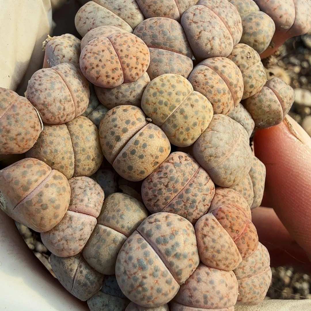 是因为她太喜欢360是