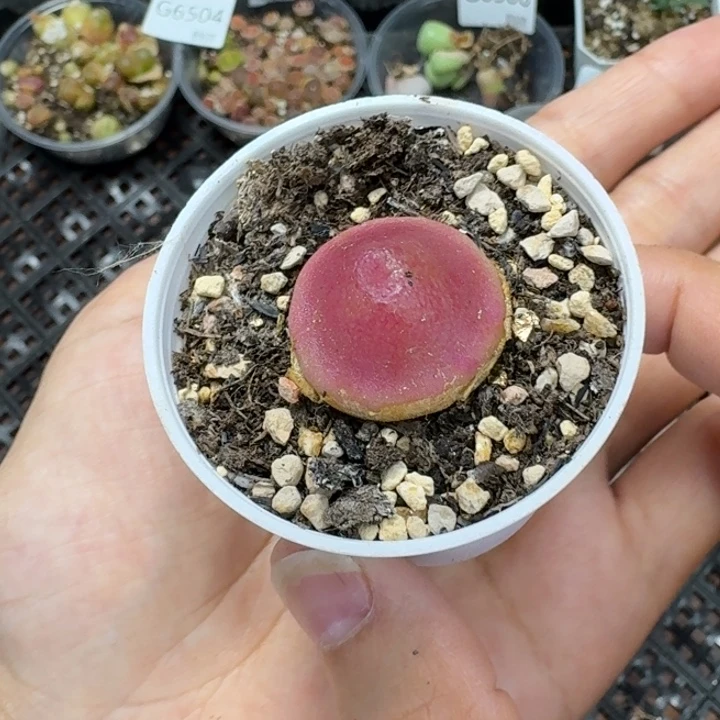 6511 生石花和肉锥