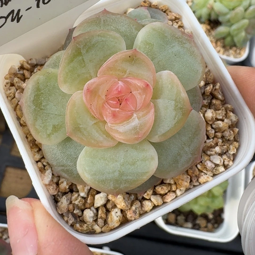 0927-103-芳草混单头