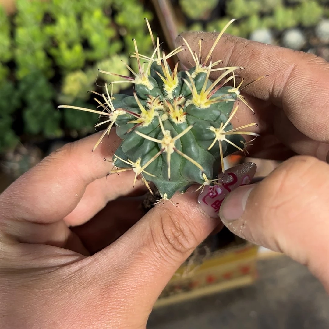 黑罗萨单头发货有根