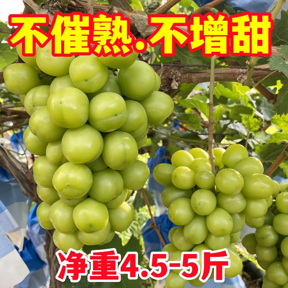 四川水果新鲜阳光玫瑰葡萄脆甜多汁应季青提果园直发整箱晴王鲜果