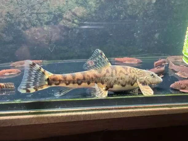 圆斑缨口鳅冷水工具鱼