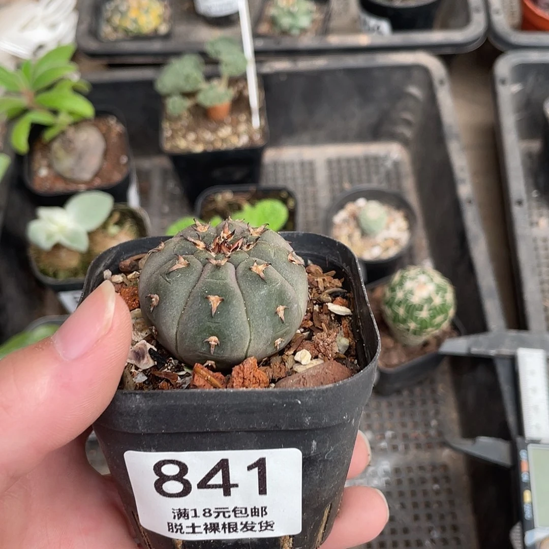 841猫爪（满18包邮）