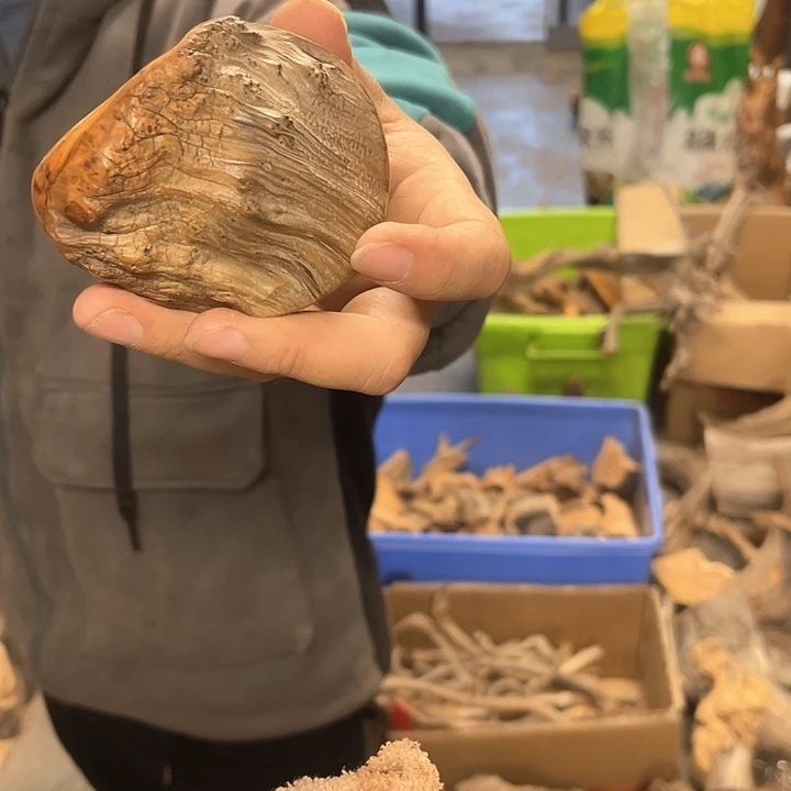 2***米柏木（崖柏）w22222222222