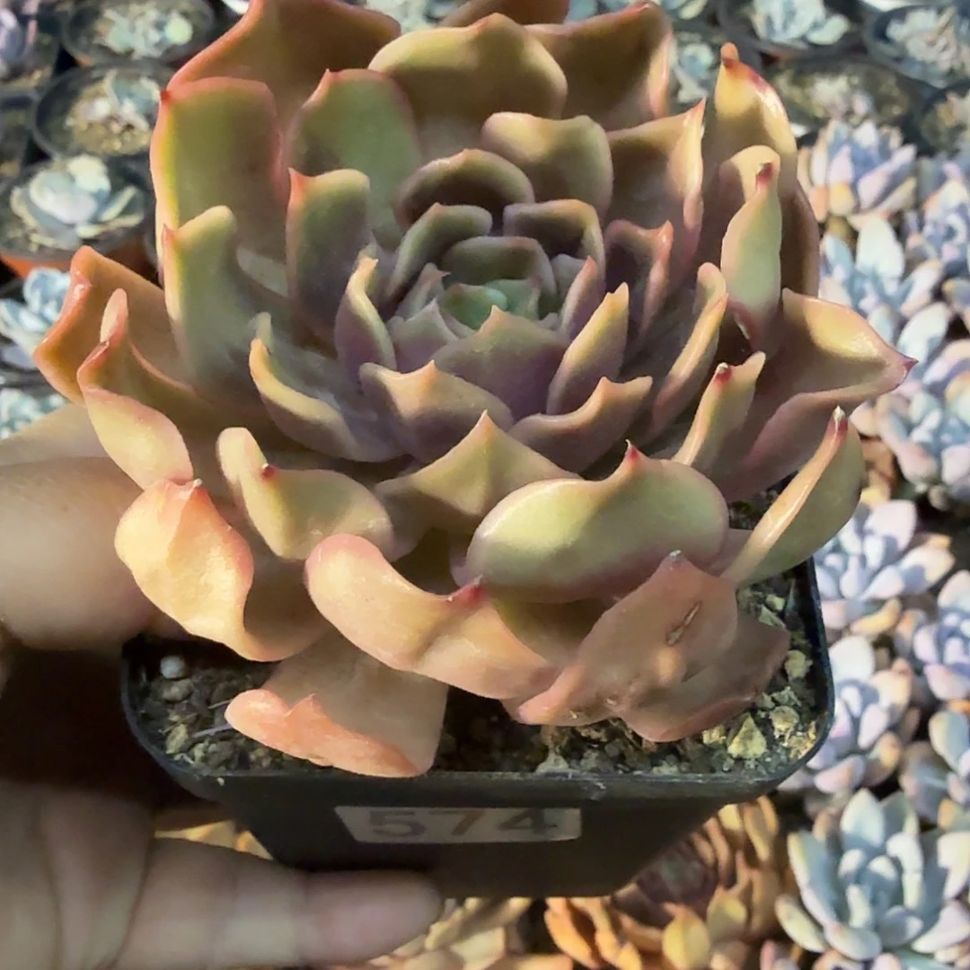 574八公分好多吻满20包邮（根系短）