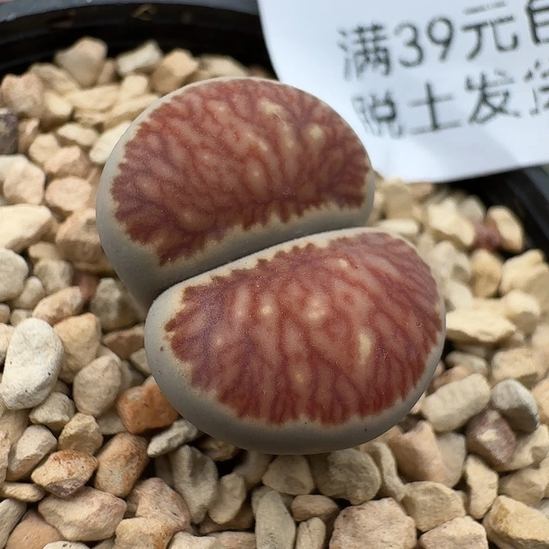 48多肉哈哈哈哈哈哈