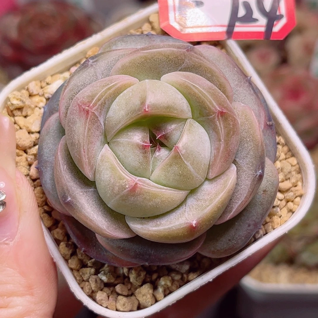 F724美瞳一物一拍