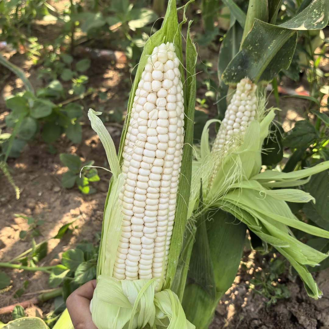 兴平本地新鲜现摘白糯甜玉米带皮多汁香甜可生吃玉米棒子