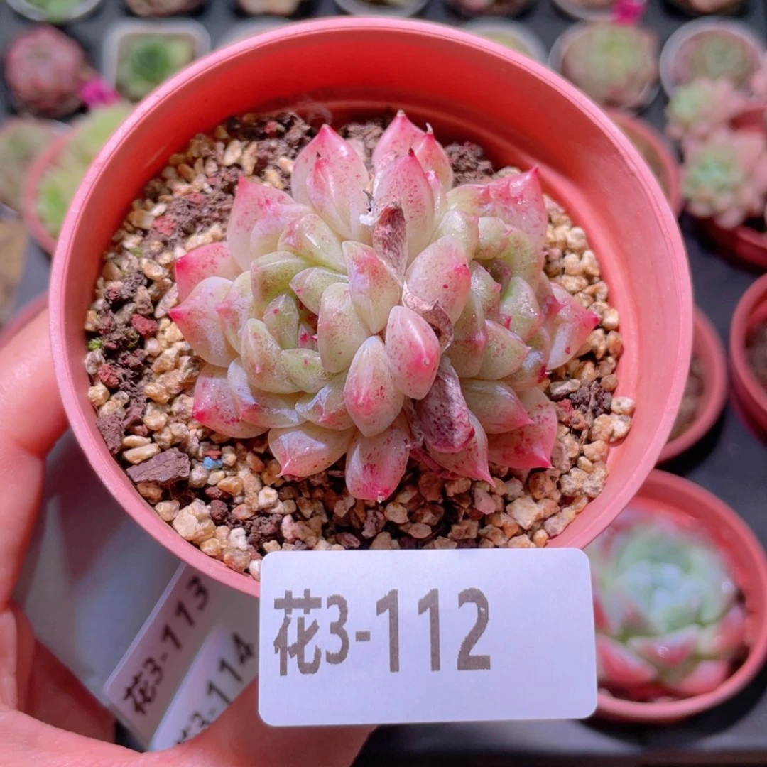 花利美3-112秘境冰魄