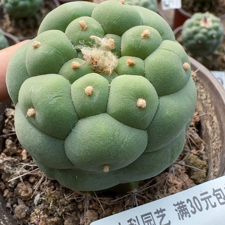 福利苗接大尤374