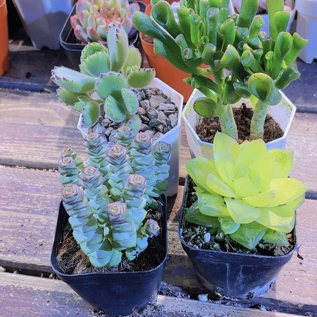 熊童子 吸财树 钱多。黄金雨露