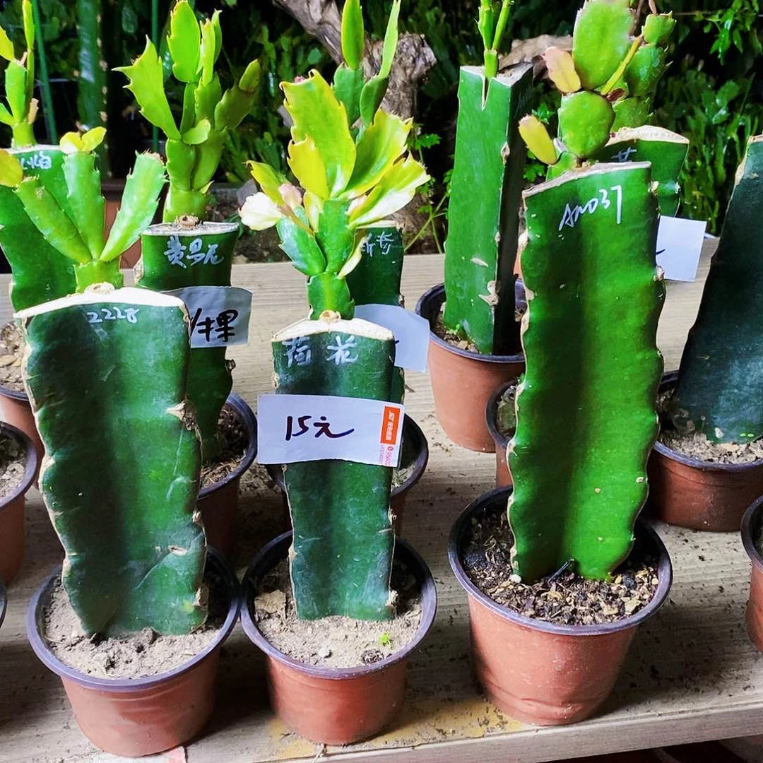 无花朵健**乐荷花➕037