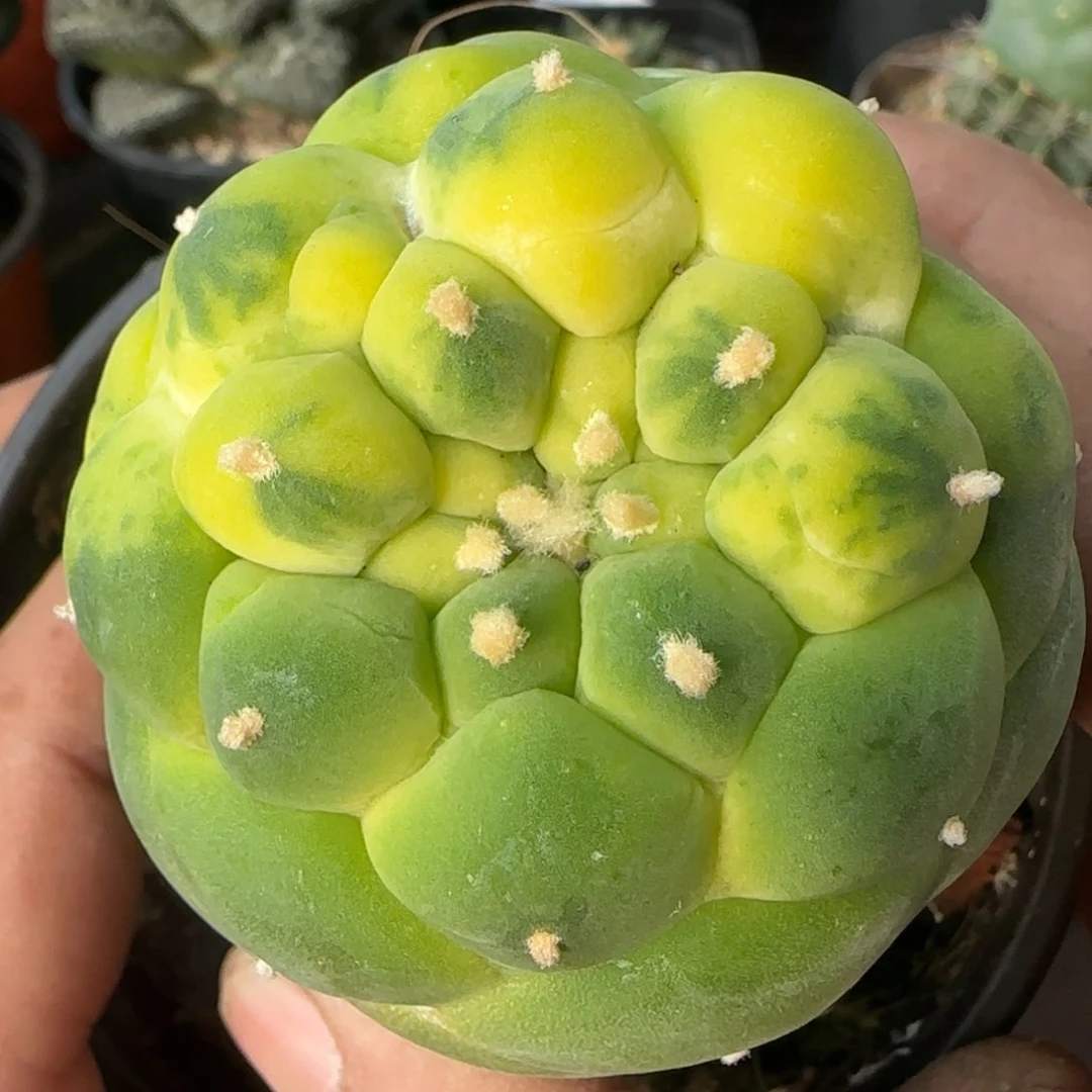 【闪购商品】大尤锦827