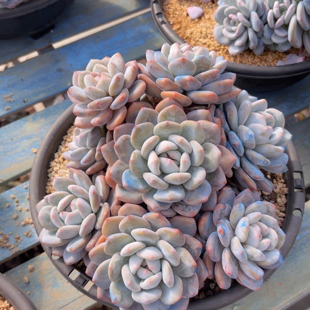 香橙手捧冠幅24，，香水杂橙子