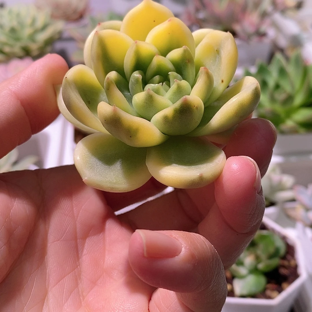 珍妮锦多肉植物老桩