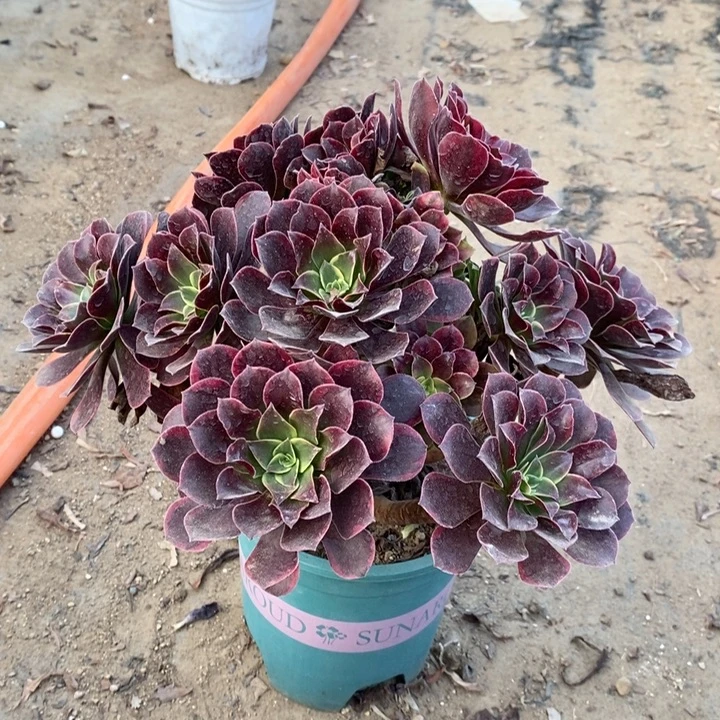 金丝雀多肉植物44