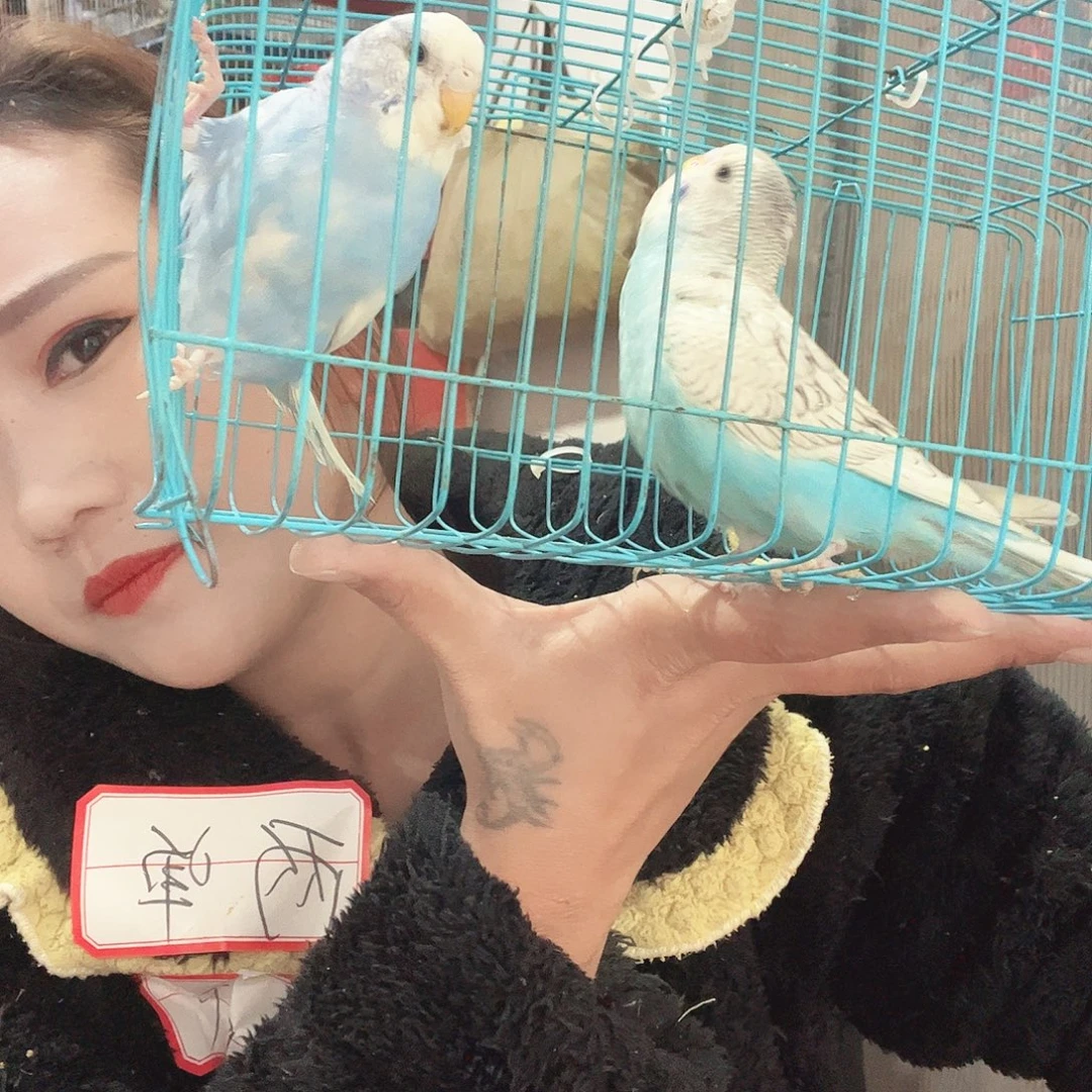 虎皮鹦鹉我的小姐姐