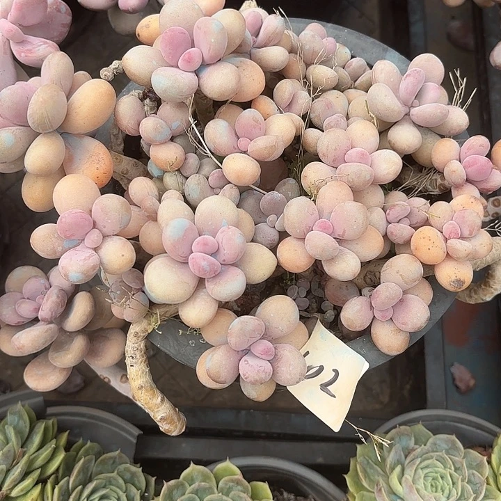 闪吼102yayayayyayayaya呀呀呀