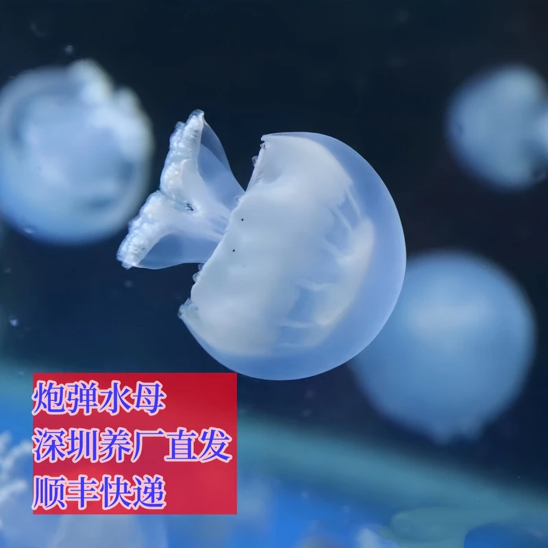 炮弹水母活的蓝色果冻1-8CM活物活体小宠物活幼体观赏鱼海水好养