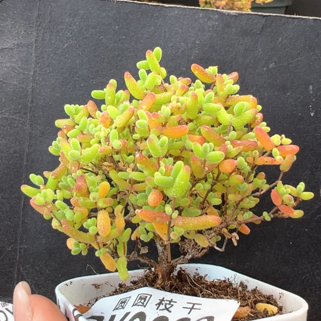 【闪购商品】dy6282蜜橘糖球冠幅5.5cm
