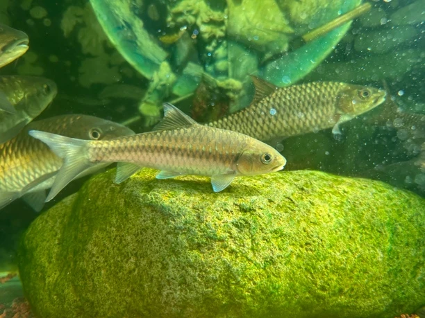 蓝吉罗，异口红尾桥街