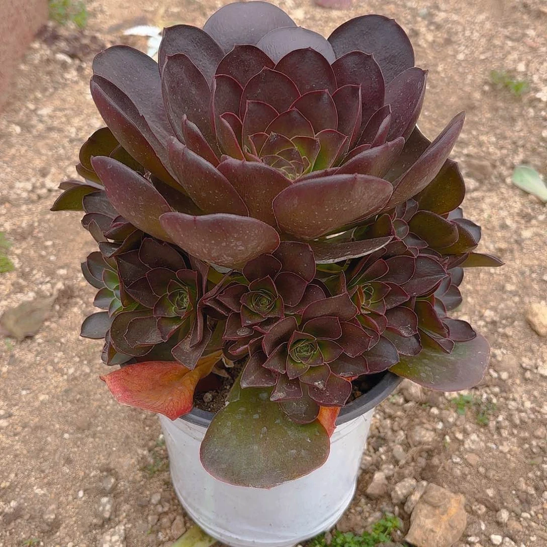 魅金手捧多肉植物