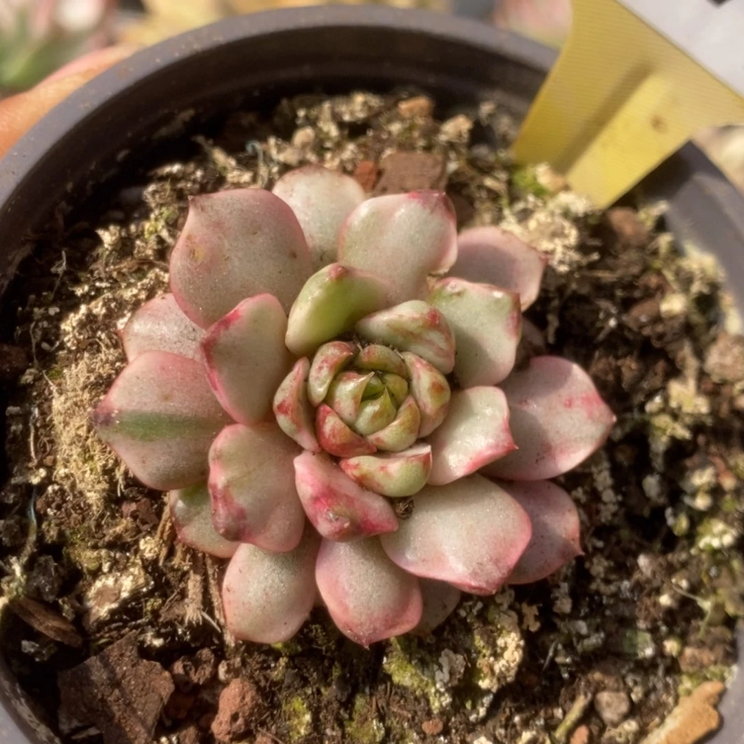 070血燕锦锦锦锦锦锦锦