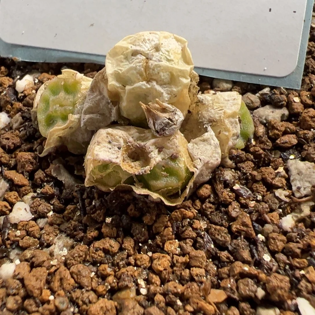 24-109烧麦多肉植物