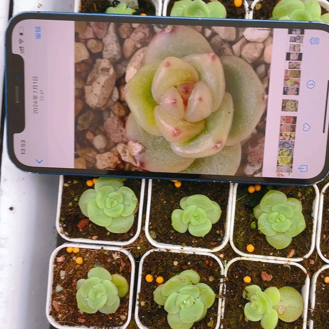 自珍妮1号中盆一个满25包邮