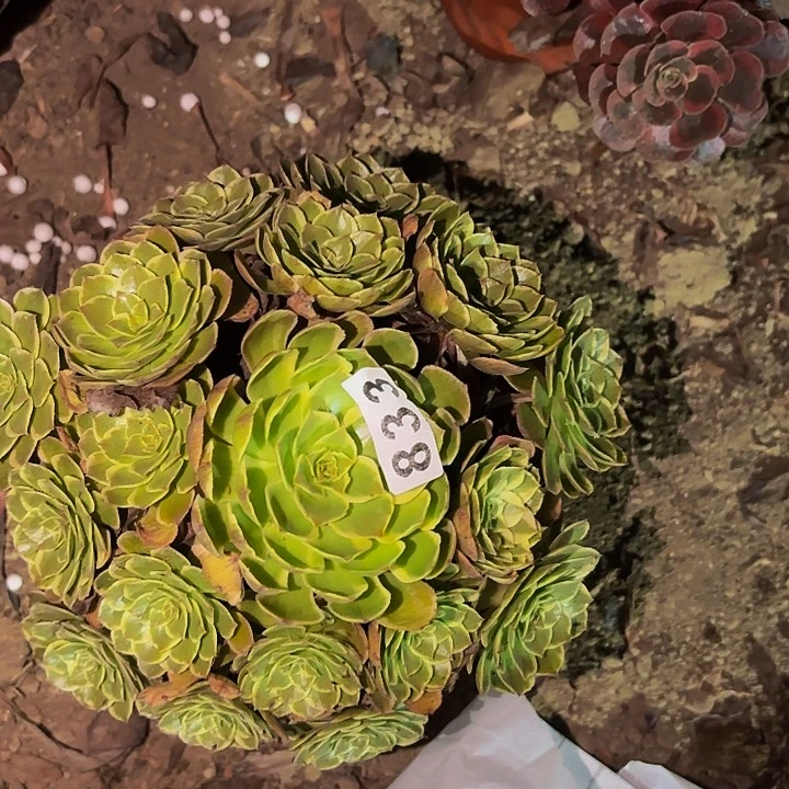 833孔雀翎多肉植物不售后