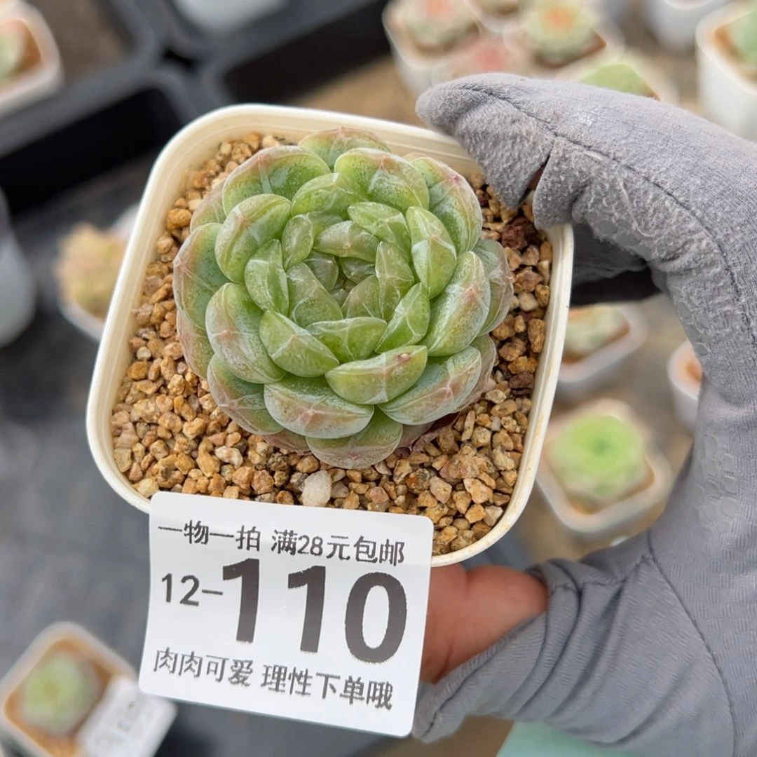 白恋多肉多肉多肉多肉