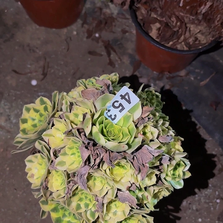 483金丝翡翠多肉植物