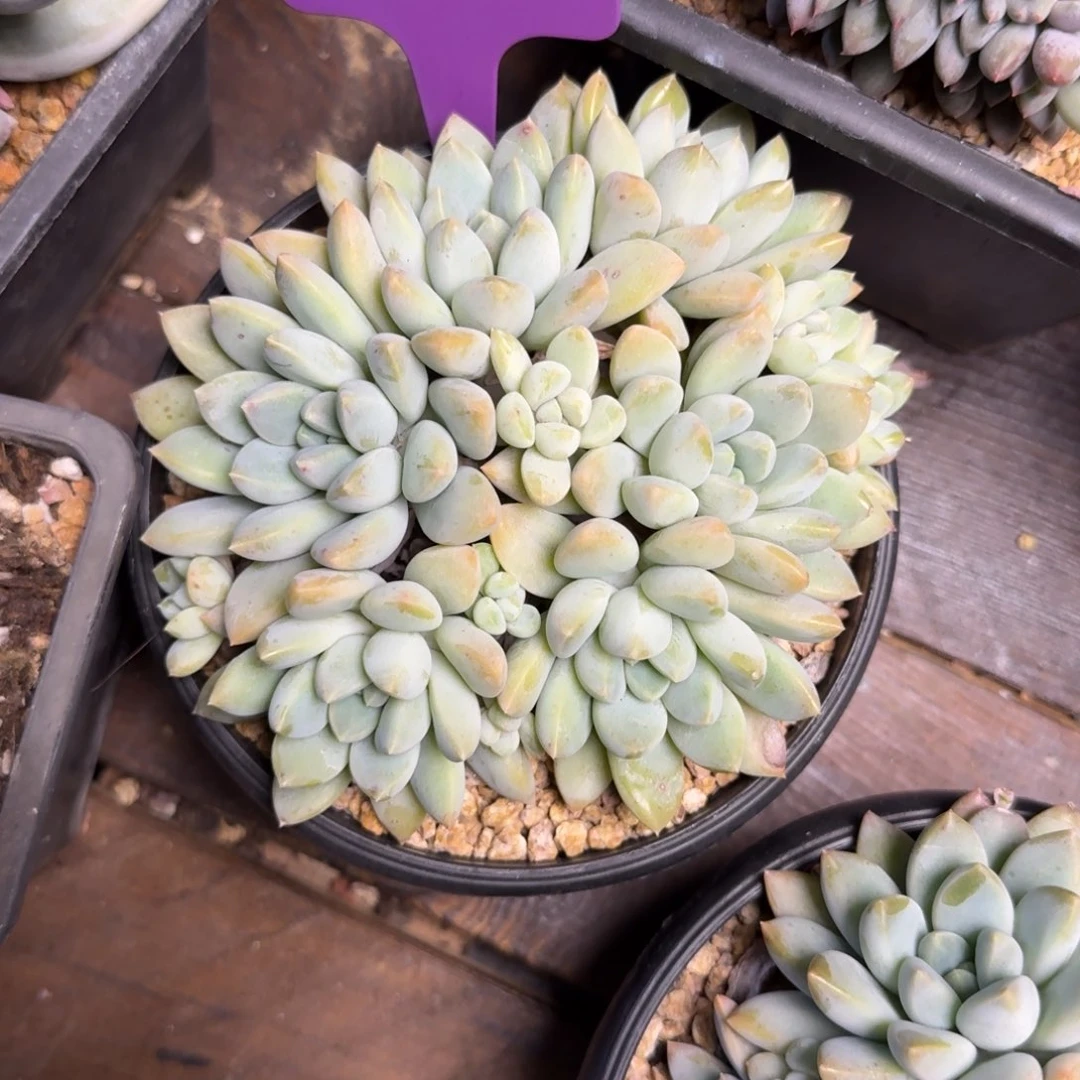 胖叶奶糖1111111111111111