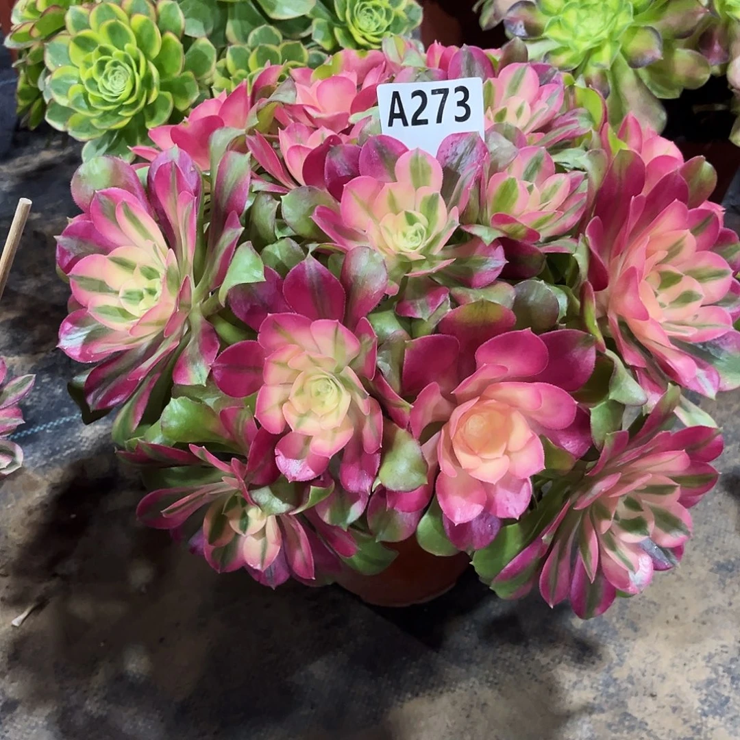 从林香妃273多肉植物