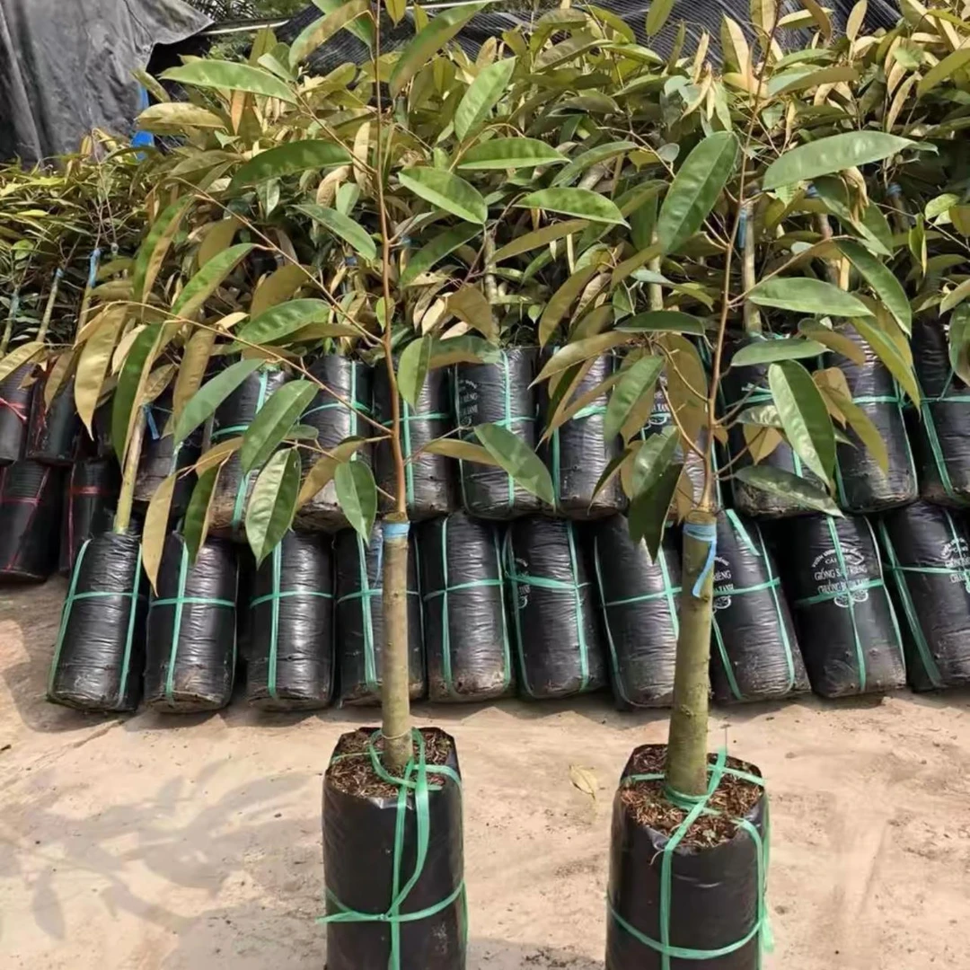 正宗榴莲树果苗金枕头嫁接猫山王南北方四季盆栽地栽当年结果包活