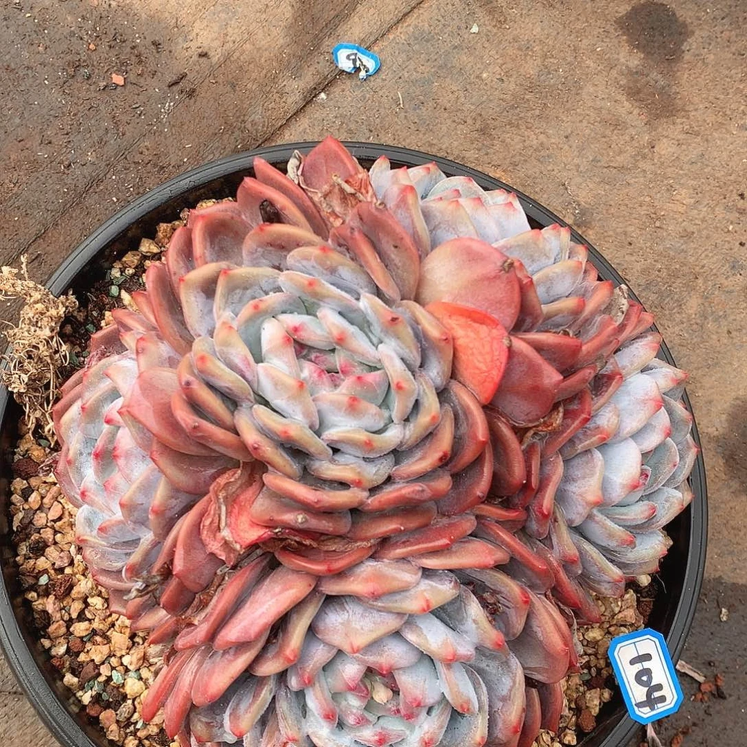 104橙子群一物一拍多肉