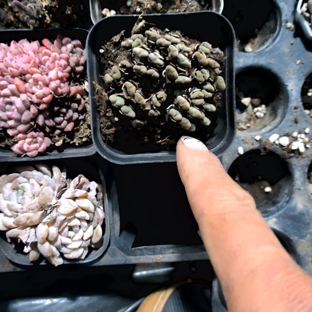 奔****…满6元包邮，口迪爆头老庄一物一拍