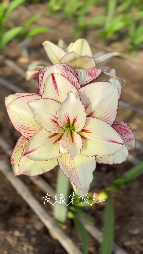 直播间福利：【安吉拉一颗】、【十二单衣一颗】现挖带新鲜根叶容易成活