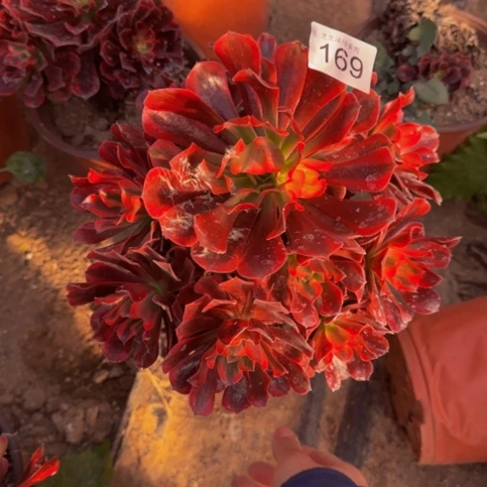 美杜莎4号棚169多肉植物