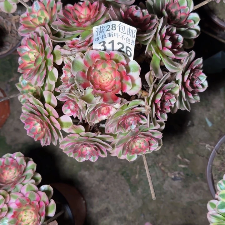 3126倾城多肉植物