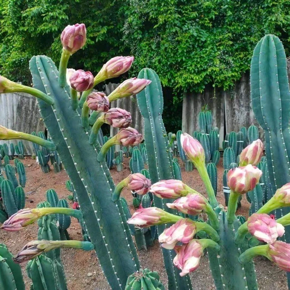 量天尺仙人掌仙人柱多肉植物网红北欧风客厅办公室盆栽咖啡店绿植